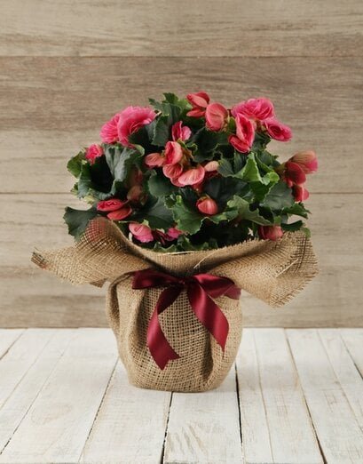 Begonia Plant in Hessian Wrapping