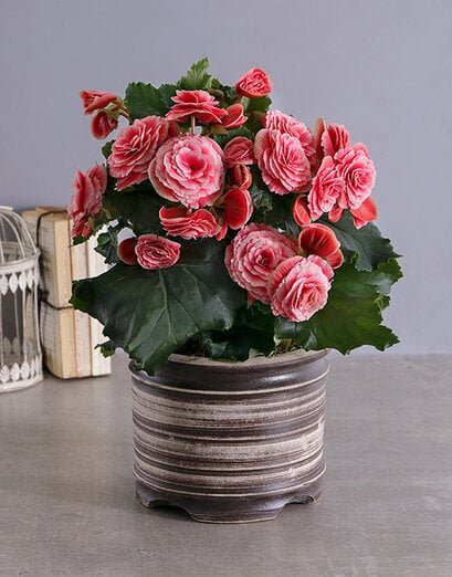 Blissful Begonia Pot Plant