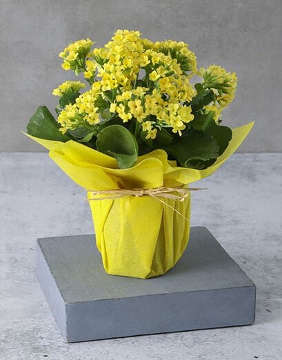 Colourful Kalanchoe in Tissue Paper
