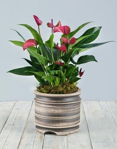 Anthurium Plant in Pot