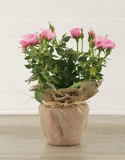 Plants - Roses - Product image