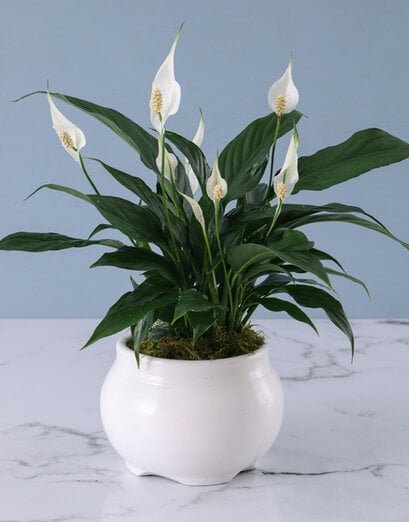 Plants - Spathiphyllum - Product image