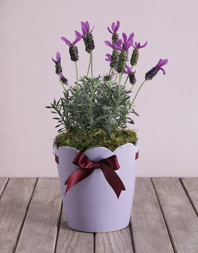 Purple Lavandula Pot