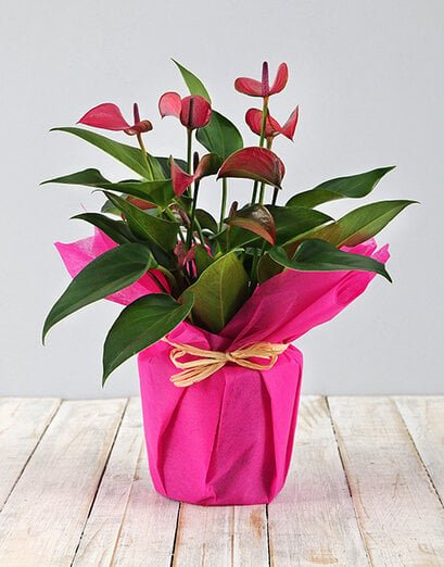Anthurium Plant