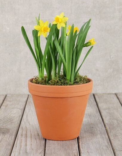 Daffodil Plant in Pot