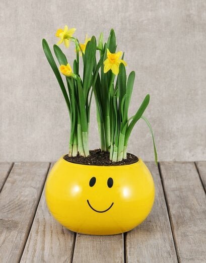 Plants - Seasonal - Product image