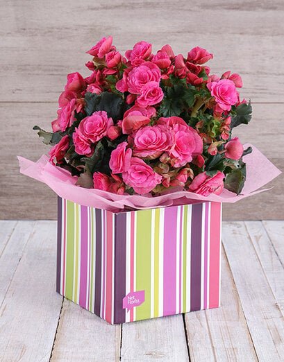 Pink Begonia Box