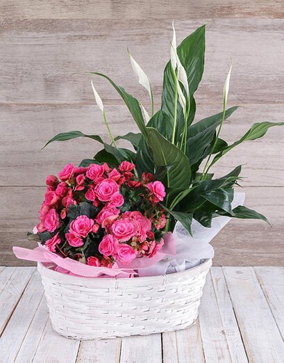 Begonia and Spathiphyllum Basket - Product image