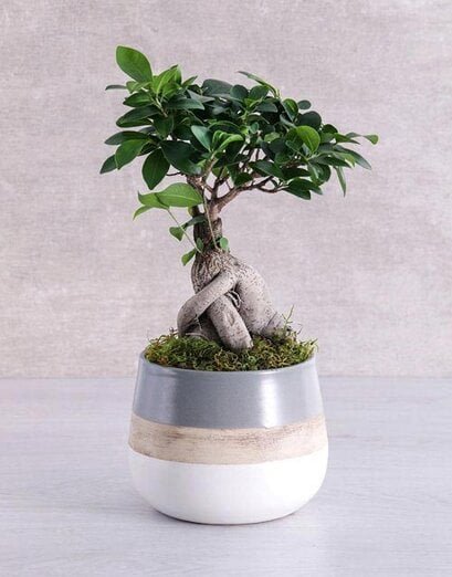 Plants - Bonsai - Product image