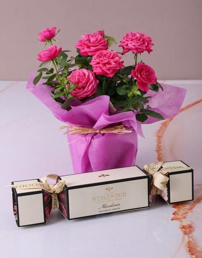 Cerise Rose Bush in Wrapping - Product image