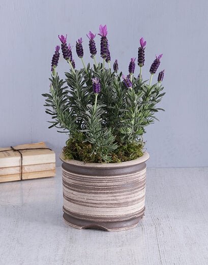 Lavender Dreams Arrangement - Product image
