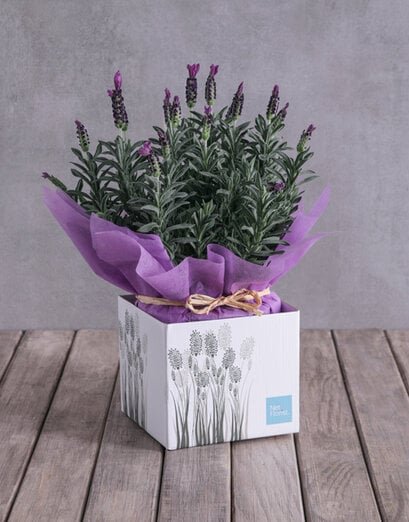 Lovely Lavender Box