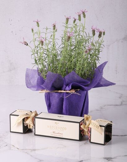 Lovely Lavendar Plants Of Serenity - Product image