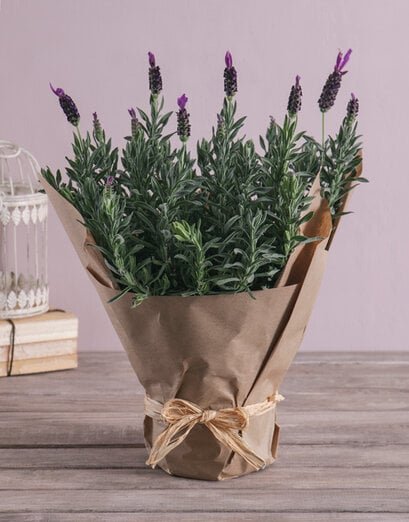 Lush Lavender Plant