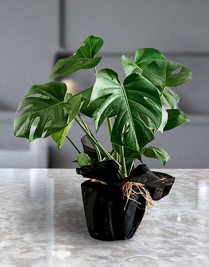 Green - Monstera - Product image