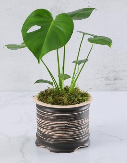 Delicious Monster in Pottery Vase - Product image