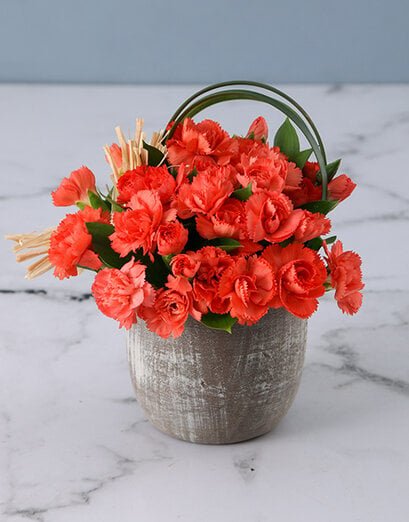 Flowers - Carnation - Product image