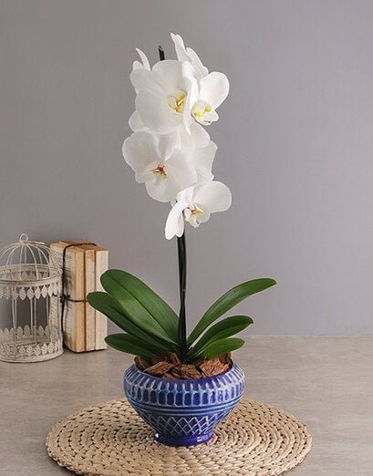 Phalaenopsis in Blue Diamond Pot
