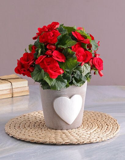 Pink Begonia in Heart Ceramic - Product image