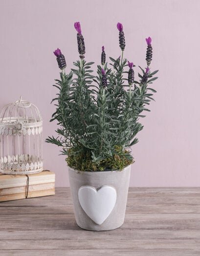 Loving Lavender in Ceramic