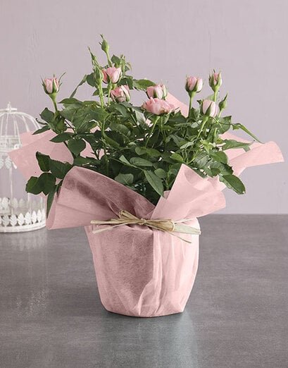 Pink Rose Bush Wrapped In Mint