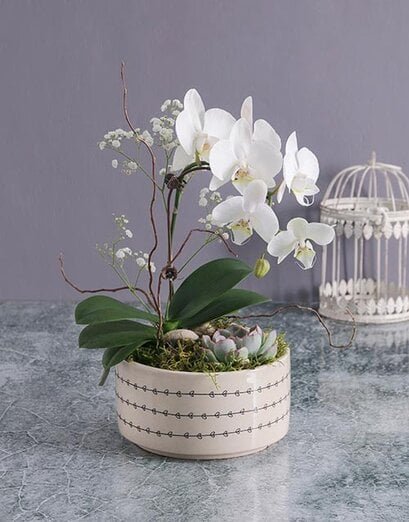 Plants