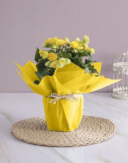 Yellow Begonia Surprise