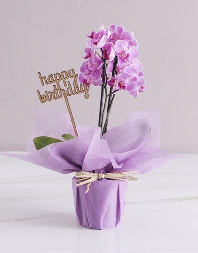 Pink Midi Birthday Orchid In Wrapping - Product image