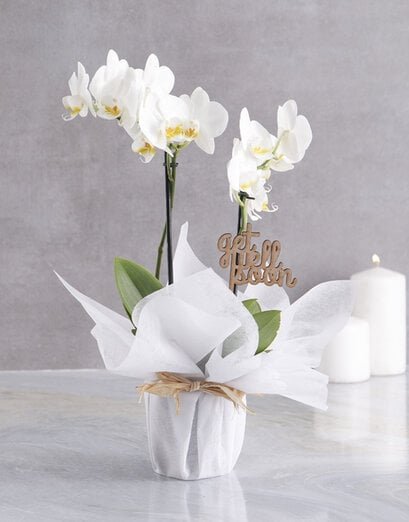 White Midi Orchid Of Wellness In Wrapping - Product image