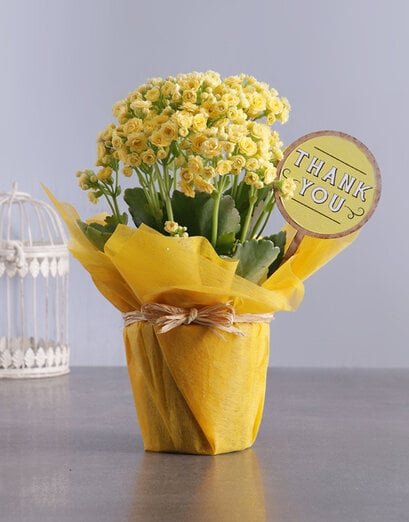 Thank You Yellow Kalanchoe Gift - Product image