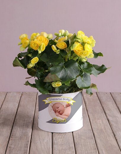 Personalised Begonia Baby Arrangement - Product image