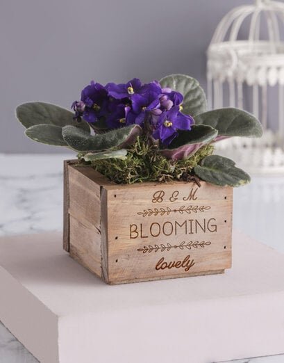 Plants - African Violets - Product image