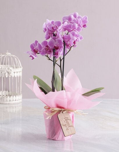 Thank You - Plants - Product image