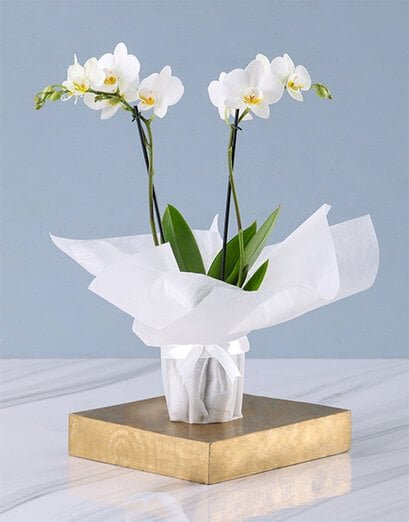 White Orchid Gift - Product image