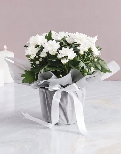 Plants - Chrysanthemum - Product image