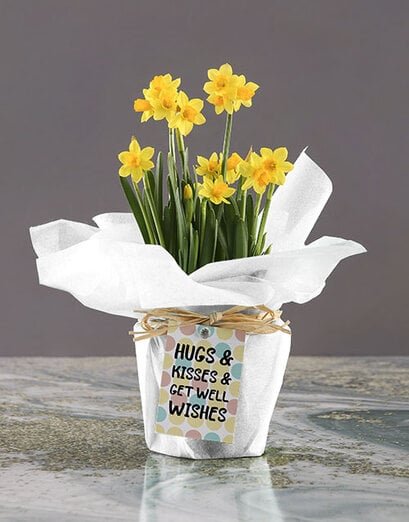 Get Well Wishes Daffodil Plant - Product image