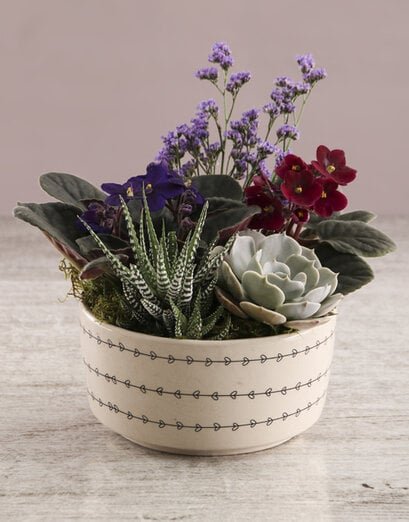 African Violet Flair In Ceramic Pot