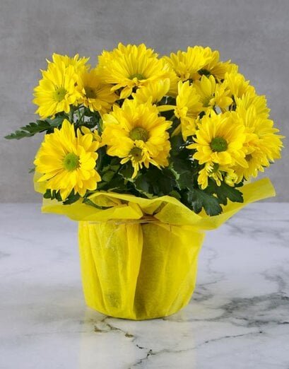 Sunny Chrysanthemum Plant - Product image