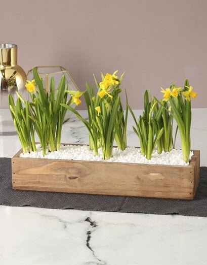 Born From Stone Daffodil Crate
