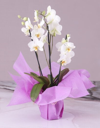 Serene White Midi Orchid