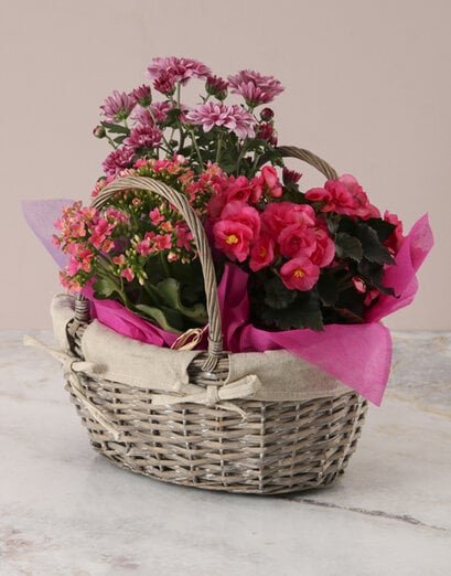 Pink Begonia Basket Arrangement