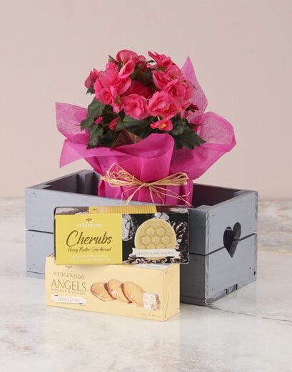 Pink Begonia With Biscuits Heart Crate - Product image