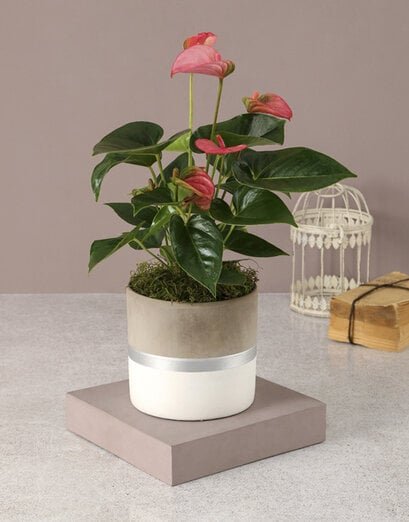 Pink Anthurium In Stylish Pot