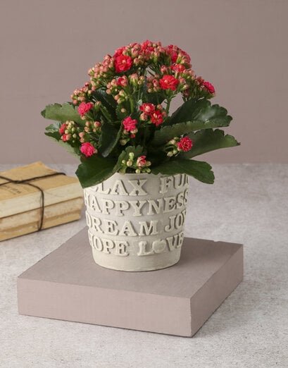 Cerise Words Of Wisdom Kalanchoe