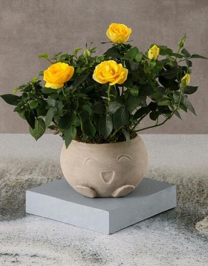 Rose Bush Of Happiness
