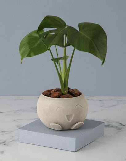 Monsteria In Mojo Pot - Product image