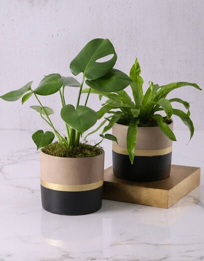 Stylishly Rustic Potted Monsteria - Product image