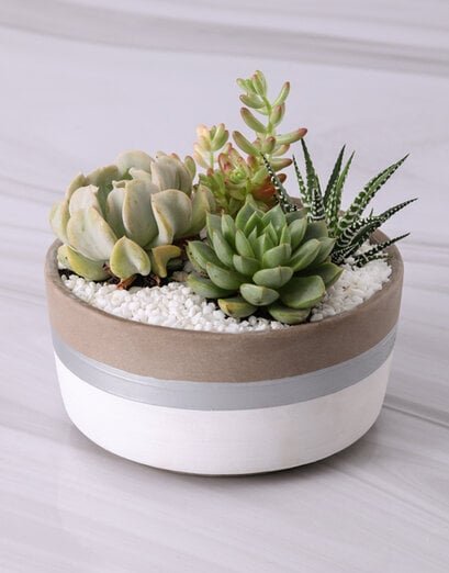 Plants - Succulents - Product image