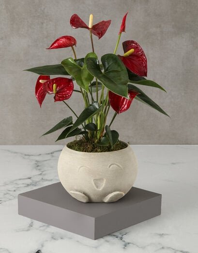 Red Anthurium In Mojo Pot