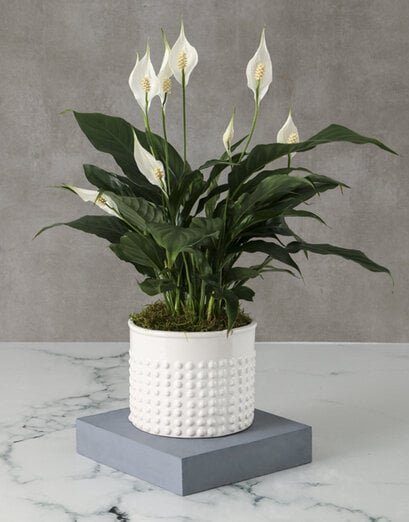 Plants - Lily - Product image